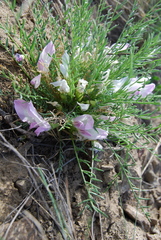 Oxytropis squammulosa