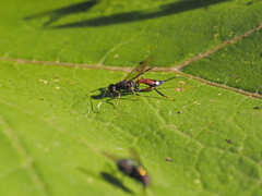 Xoridinae