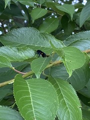 Synanthedon exitiosa