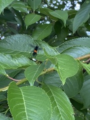 Synanthedon exitiosa