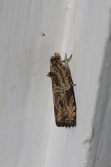 Olethreutes permundana