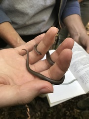 Carphophis amoenus amoenus