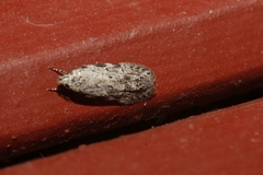 Semioscopis inornata