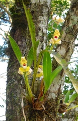Maxillaria picta