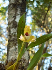 Maxillaria picta
