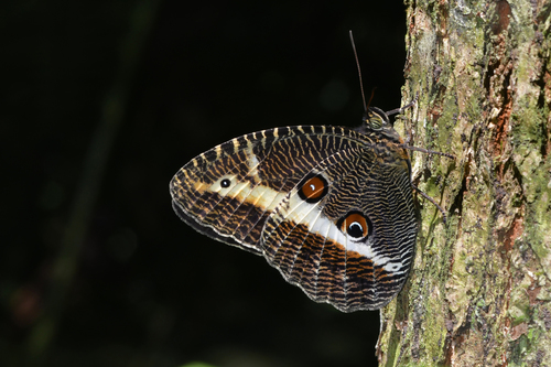 Dasyophthalma rusina Latreille & Godart, 1824