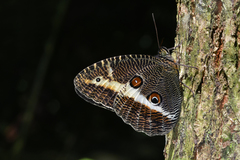 Dasyophthalma rusina