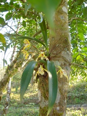 Maxillaria picta