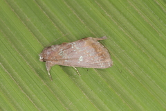 Hemiceras constellata