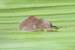 Hemiceras constellata