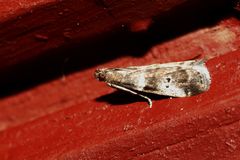 Acrobasis vaccinii