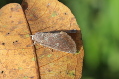 Hemiceras constellata