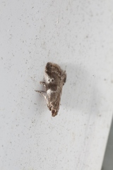Acrobasis vaccinii
