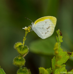 Eurema agave