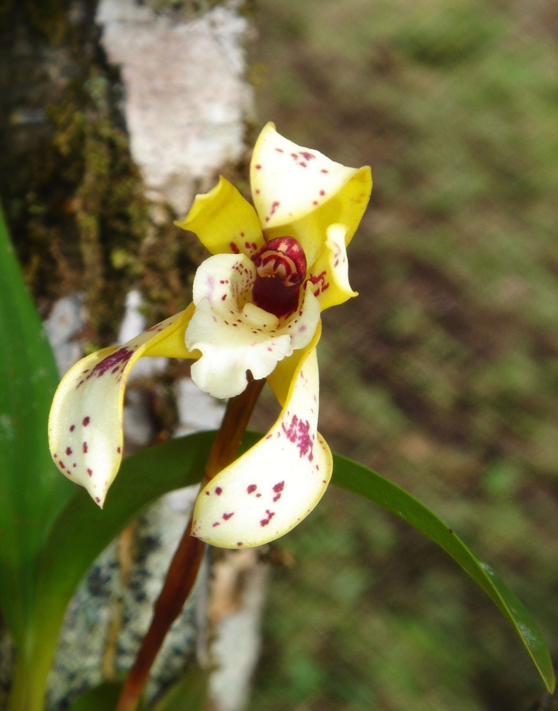 Maxillaria picta