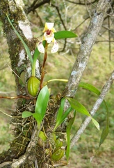Maxillaria picta