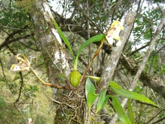 Maxillaria picta