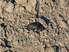 Meloe rugosus