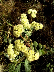 Hylotelephium maximum ruprechtii