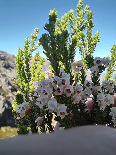 Image of Erica altevivens by (c) Seth Musker, some rights reserved (CC BY)