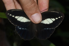 Dasyophthalma creusa