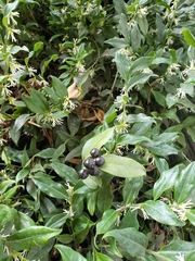 Sarcococca ruscifolia