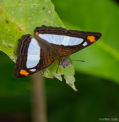 Adelpha thoasa
