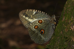 Dasyophthalma creusa