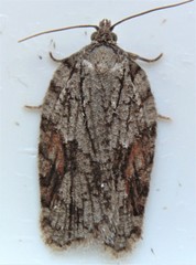 Acleris ptychogrammos