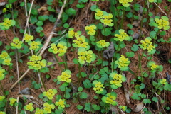 Chrysosplenium serreanum