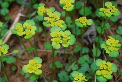 Chrysosplenium serreanum