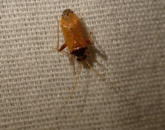 Phytocoris ramosus