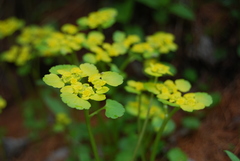 Chrysosplenium serreanum