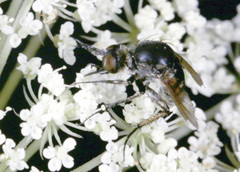 Toxophorinae
