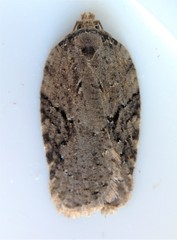 Acleris chalybeana