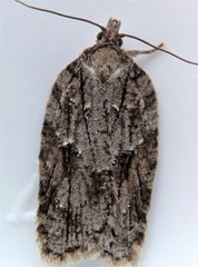 Acleris ptychogrammos