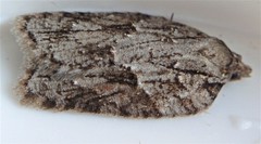Acleris ptychogrammos