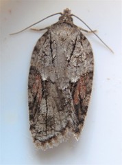Acleris ptychogrammos