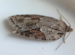 Acleris ptychogrammos