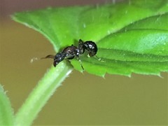 Stictoponera bicolor