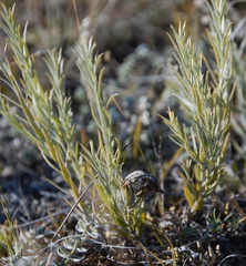 Cymbaria daurica