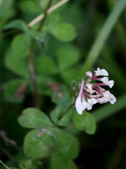 Trifolium clypeatum