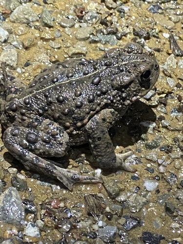 iNaturalist observation photo of Western Toad