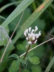 Trifolium clypeatum