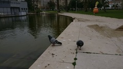 Columba livia domestica