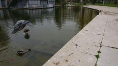 Columba livia domestica