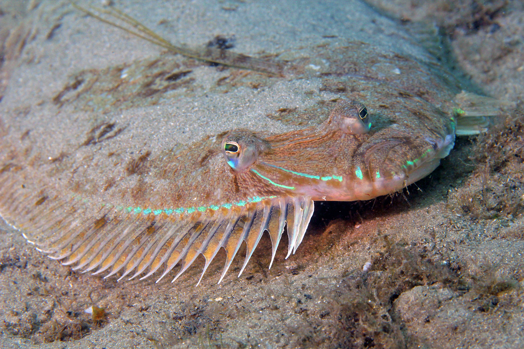 Dusky Flounder