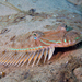 Dusky Flounder - Photo (c) Kevin Bryant, some rights reserved (CC BY-NC-SA)