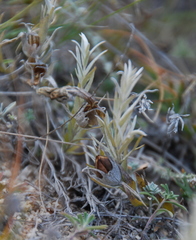 Cymbaria daurica