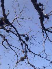 Tillandsia recurvata